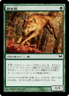 【JPN】《若き狼/Young Wolf》[DKA]