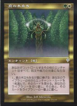 【JPN】《真の木立ち/Sterling Grove》[INV]