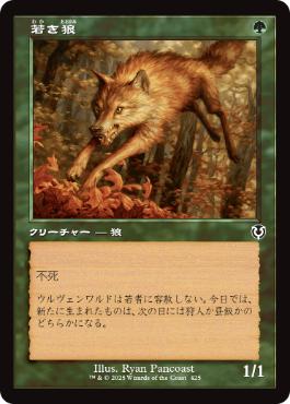【JPN】■旧枠■《若き狼/Young Wolf》[INR]