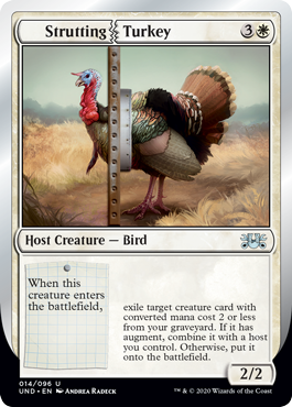 【ENG】《Strutting | Turkey》[UND]