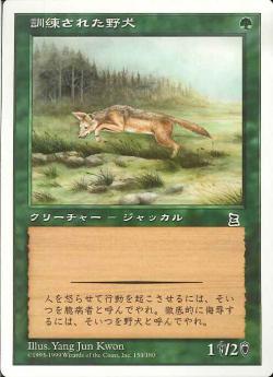 【JPN】《訓練された野犬/Trained Jackal》[PTK]